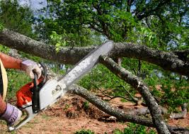 Best Tree Disease Treatment  in Carlton, OR