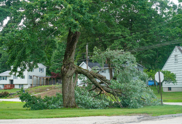 Carlton, OR  Tree Services Company