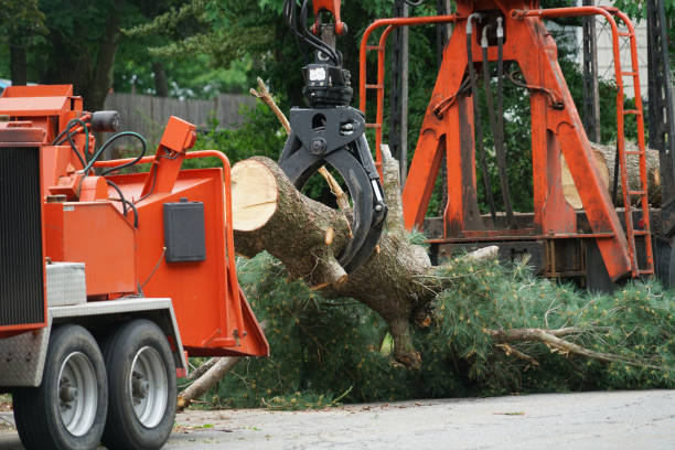  Carlton, OR Tree Services Pros