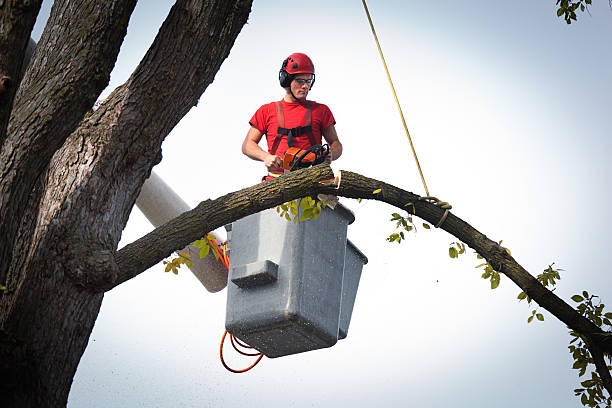 Why Choose Our Tree Removal Services in Carlton, OR?