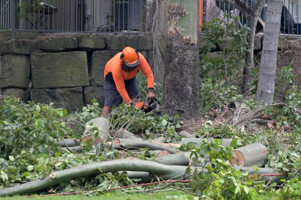 Best Tree Maintenance Programs  in Carlton, OR