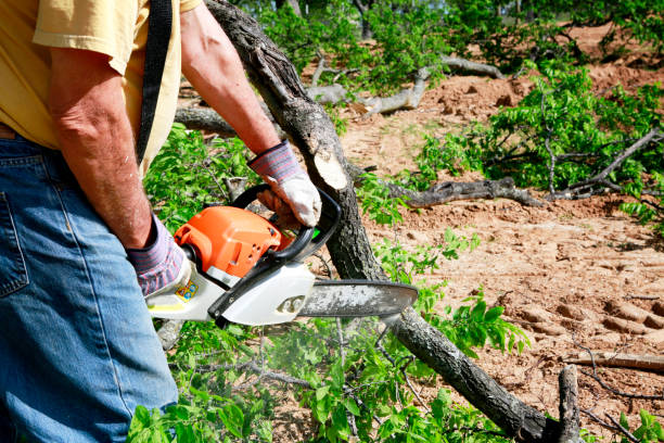 Best Emergency Tree Removal  in Carlton, OR